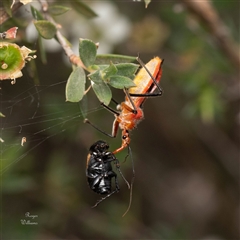 Gminatus australis (Orange assassin bug) at Cook, ACT - 11 Dec 2023 by Roger