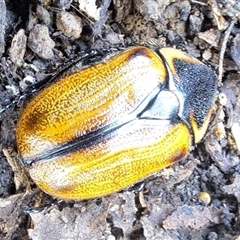 Chondropyga dorsalis at Brownlow Hill, NSW - 15 Jan 2025 by RandallG