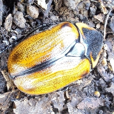 Chondropyga dorsalis at Brownlow Hill, NSW - 15 Jan 2025 by RandallG