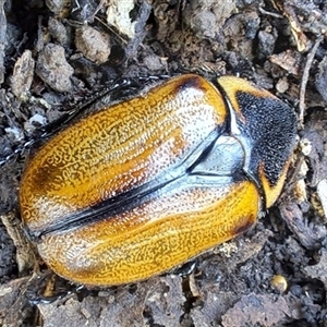 Chondropyga dorsalis at Brownlow Hill, NSW - 15 Jan 2025 12:50 PM