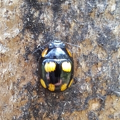 Paropsisterna nigerrima (Leaf beetle, Button beetle) at Brownlow Hill, NSW - 15 Jan 2025 by RandallG