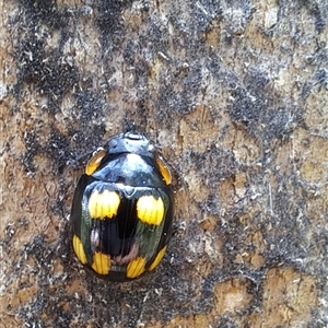 Paropsisterna octosignata at Brownlow Hill, NSW - 15 Jan 2025 12:52 PM