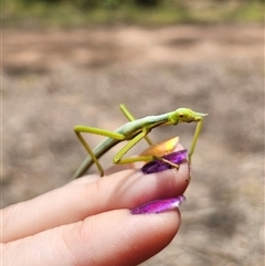 Didymuria violescens at Harolds Cross, NSW - 15 Jan 2025 01:36 PM