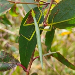 Didymuria violescens at Harolds Cross, NSW - 15 Jan 2025 01:36 PM