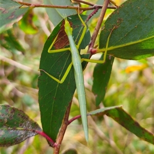 Didymuria violescens at Harolds Cross, NSW - 15 Jan 2025 01:36 PM