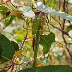 Didymuria violescens at Harolds Cross, NSW - 15 Jan 2025 01:36 PM