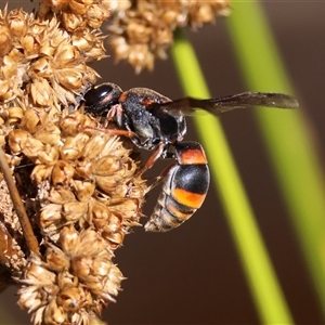 Eumeninae (subfamily) (Unidentified Potter wasp) at Mongarlowe, NSW by LisaH