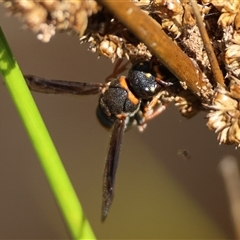 Eumeninae (subfamily) at Mongarlowe, NSW - suppressed