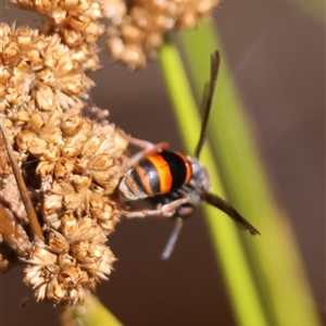 Eumeninae (subfamily) at Mongarlowe, NSW - suppressed