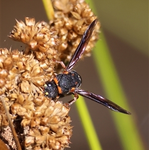 Eumeninae (subfamily) at Mongarlowe, NSW - suppressed