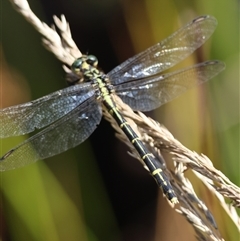 Austrogomphus ochraceus at Mongarlowe, NSW - 14 Jan 2025 by LisaH