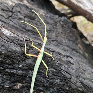 Podacanthus sp. (genus) at Cotter River, ACT by BethanyDunne