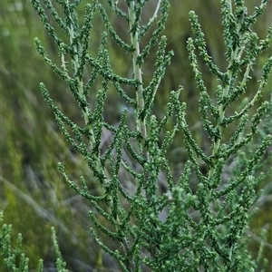 Olearia floribunda (Heath Daisy-bush) at Cotter River, ACT by BethanyDunne