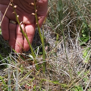 Prasophyllum sp. at Cotter River, ACT - suppressed