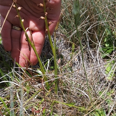 Prasophyllum sp. (A Leek Orchid) at Cotter River, ACT - 14 Jan 2025 by BethanyDunne