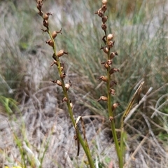 Prasophyllum sp. at Cotter River, ACT - suppressed