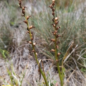 Prasophyllum sp. at Cotter River, ACT - 14 Jan 2025