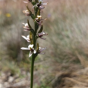 Paraprasophyllum alpestre at Cotter River, ACT - 14 Jan 2025