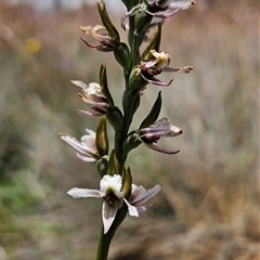 Paraprasophyllum alpestre at Cotter River, ACT - 14 Jan 2025