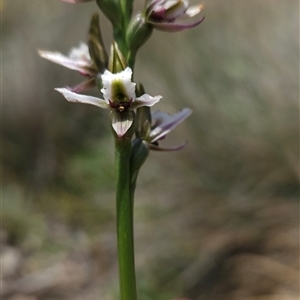 Paraprasophyllum alpestre at Cotter River, ACT - 14 Jan 2025