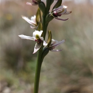 Paraprasophyllum alpestre at Cotter River, ACT - 14 Jan 2025