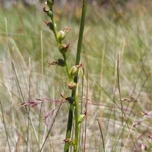 Paraprasophyllum tadgellianum at Cotter River, ACT - 14 Jan 2025