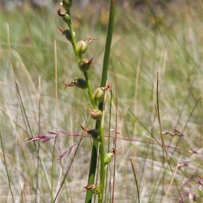 Paraprasophyllum tadgellianum (Tadgell's leek orchid) at Cotter River, ACT - 14 Jan 2025 by BethanyDunne