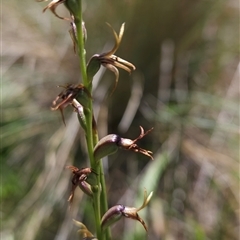 Paraprasophyllum tadgellianum at Cotter River, ACT - 14 Jan 2025