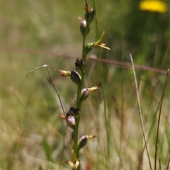 Paraprasophyllum tadgellianum at Cotter River, ACT - 14 Jan 2025