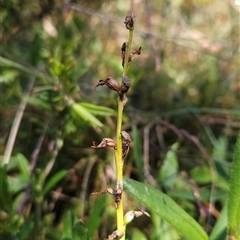 Prasophyllum sp. (A Leek Orchid) at Cotter River, ACT - 13 Jan 2025 by BethanyDunne