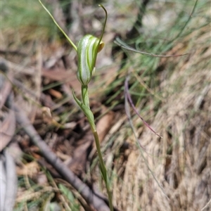 Diplodium decurvum at Cotter River, ACT - 14 Jan 2025