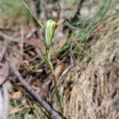 Diplodium decurvum (Summer greenhood) at Cotter River, ACT - 13 Jan 2025 by BethanyDunne