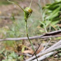Diplodium decurvum at Cotter River, ACT - suppressed