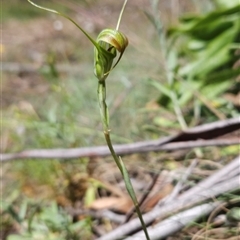 Diplodium decurvum at Cotter River, ACT - 14 Jan 2025