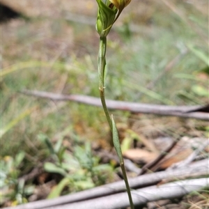 Diplodium decurvum at Cotter River, ACT - 14 Jan 2025