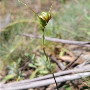 Diplodium decurvum at Cotter River, ACT - 14 Jan 2025