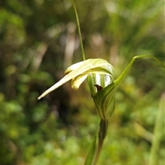 Diplodium decurvum (Summer greenhood) at Cotter River, ACT - 14 Jan 2025 by BethanyDunne