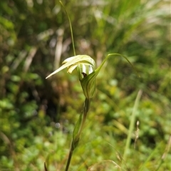 Diplodium decurvum at Cotter River, ACT - 14 Jan 2025