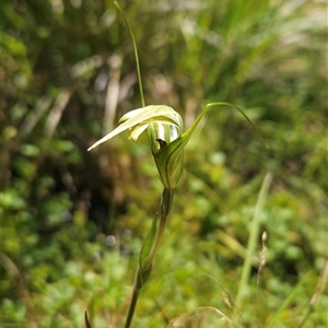 Diplodium decurvum at Cotter River, ACT - 14 Jan 2025