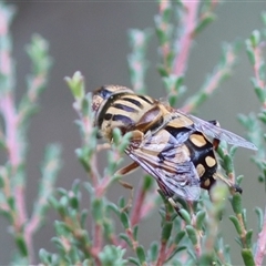 Eristalinus punctulatus (Golden Native Drone Fly) at Mongarlowe, NSW - 15 Jan 2025 by LisaH