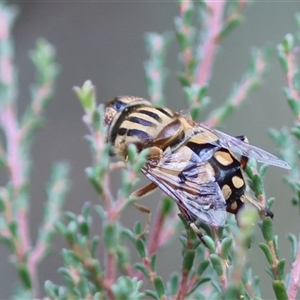 Eristalinus punctulatus (Golden Native Drone Fly) at Mongarlowe, NSW by LisaH