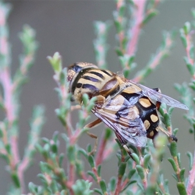 Eristalinus punctulatus (Golden Native Drone Fly) at Mongarlowe, NSW - 15 Jan 2025 by LisaH