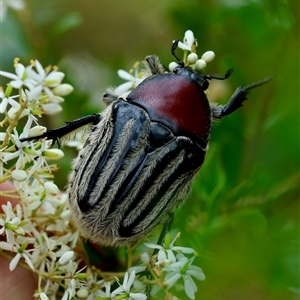 Trichaulax philipsii (Grey-furrowed rose chafer) at Mongarlowe, NSW by LisaH