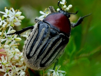 Trichaulax philipsii (Grey-furrowed rose chafer) at Mongarlowe, NSW - 15 Jan 2025 by LisaH