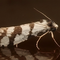 Lepidoscia (genus) ADULT (A Case moth) at Ainslie, ACT - 14 Jan 2025 by jb2602