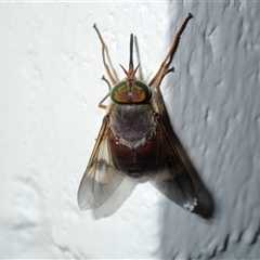 Tabanidae (family) (Unidentified march or horse fly) at Surfside, NSW - 4 Jan 2025 by RomanSoroka