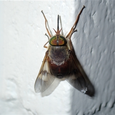 Tabanidae (family) (Unidentified march or horse fly) at Surfside, NSW - 4 Jan 2025 by RomanSoroka