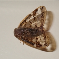 Scolypopa australis (Passionvine hopper, Fluffy bum) at Chisholm, ACT - 4 Jan 2025 by RomanSoroka