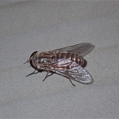 Dasybasis sp. (genus) (A march fly) at Surfside, NSW - 3 Jan 2025 by RomanSoroka