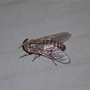 Dasybasis sp. (genus) at Surfside, NSW - 3 Jan 2025 11:11 AM